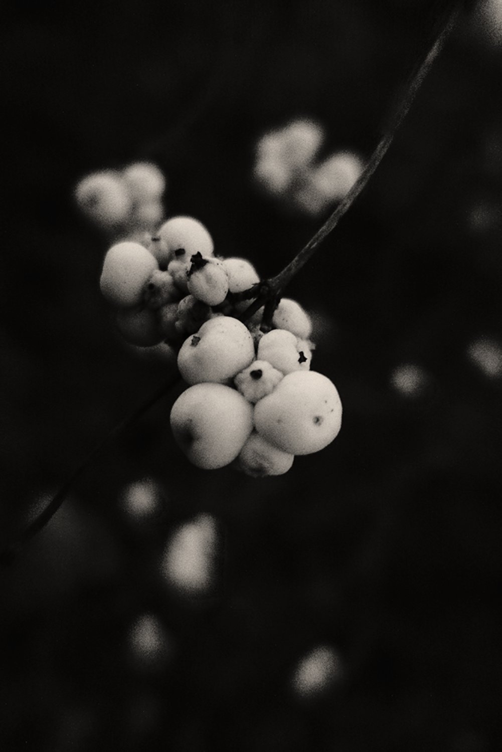 snowberries